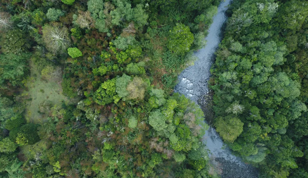 Bosque nativo chileno vista aérea